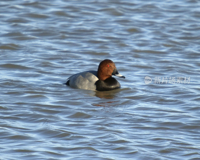 Pochard (Aythya ferina)